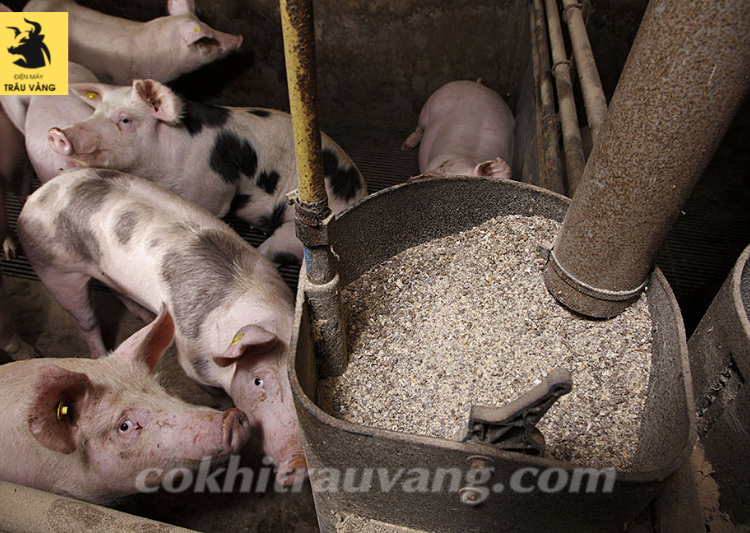 Tiêm phòng cho lợn con mới đẻ