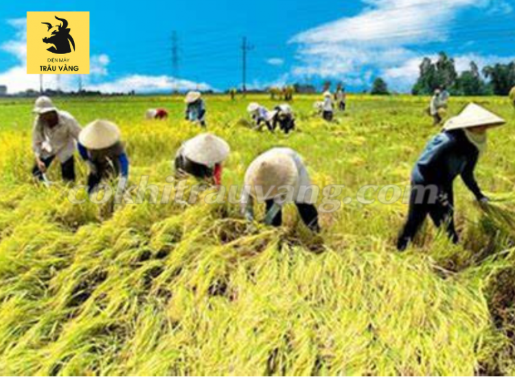 Quy trình sản xuất lúa sạch mang lại nhiều lợi ích thiết thực cho bà con